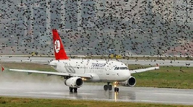 Kuş Ölüleri Yüzünden Uçaklar Pas Geçti