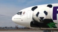 Havayoluyla Gelen Sevimli Pandalar (Video)