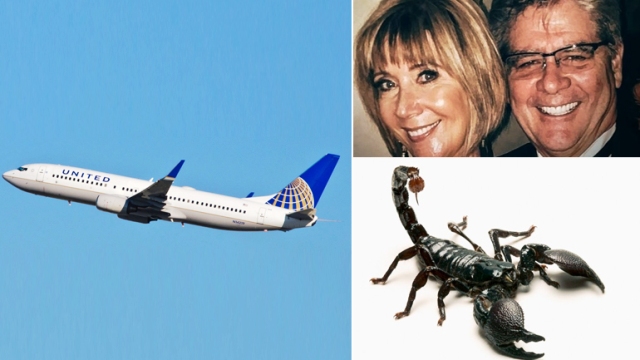 United Uçağında Yine Akrep Paniği Yaşandı