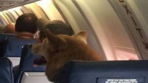 Köpek Uçakta Yolcuya Saldırdı