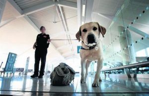 Havalimanında Köpeklerle Nakit Para Avı