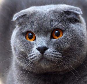 Sabiha Gökçen’de Kaçak Kedi Operasyonu