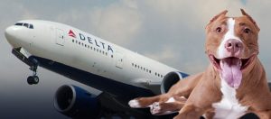 DELTA UÇAKLARINDA PİTBULL YASAĞI