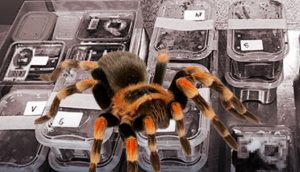 HAVALİMANINDA TARANTULA OPERASYONU