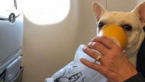HOSTES OKSİJEN MASKESİYLE KÖPEĞİN HAYATINI KURTARDI