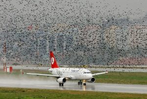 ATATÜRK HAVALİMANI’NDA ÖLÜ KUŞ ALARMI!