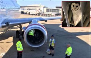 BOEİNG 737 MOTORUNDA DAVETSİZ MİSAFİR