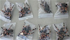 HAVALİMANINDA 100 TARANTULA İLE YAKALANDI
