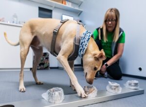 HAVALİMANINDA KÖPEKLİ COVID-19 TARAMASI