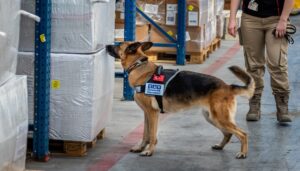 TAV GÜVENLİK K9’LARLA COVİD AVINDA