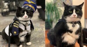 HAVALİMANINDA ÇALIŞAN İLK KEDİ