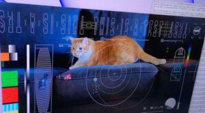NASA 31 MİLYON KM ÖTEDEN KEDİ VİDEOSU GÖNDERDİ