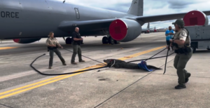 HAVA ÜSSÜNDE TİMSAH ALARMI (VİDEO)