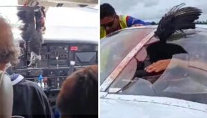 UÇAĞI DELEN AKBABA KORKUTTU (VİDEO)