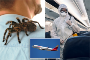 UÇUŞTAKİ PİLOTU TARANTULA ISIRDI