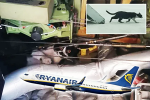 UÇAKTA 2 GÜNLÜK KEDİ ESARETİ