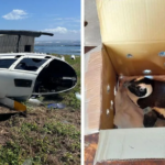 PENGUEN HELİKOPTER DÜŞÜRDÜ