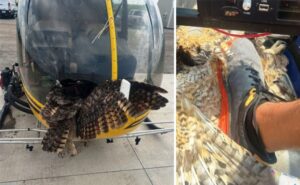 İLAÇLAMA UÇAĞI BAYKUŞLA ÇARPIŞTI