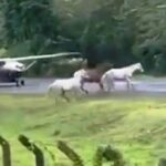 ATLAR PİSTE GİRDİ FACİADAN DÖNÜLDÜ (VİDEO)