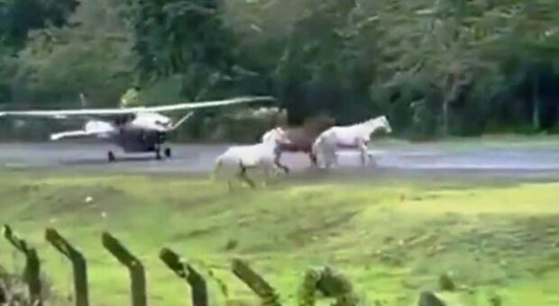 ATLAR PİSTE GİRDİ FACİADAN DÖNÜLDÜ (VİDEO)